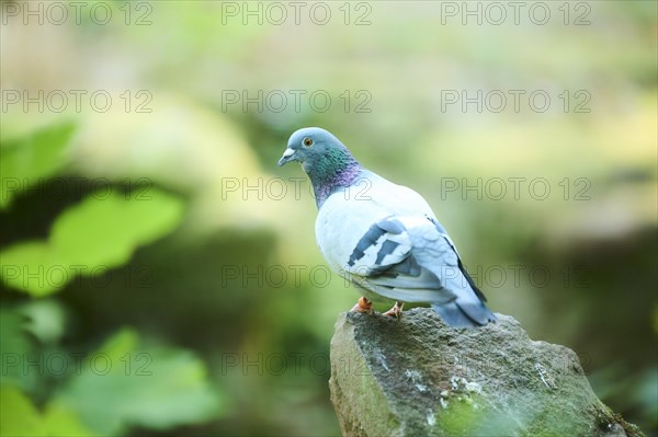 Feral pigeon (Columba livia domestica) sitting on a rock, Bavaria, Germany Europe