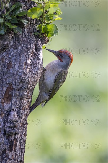 Iberian Green Woodpecker (Picus viridis sharpei) (Picus sharpei), male, on tree trunk, portrait, Castile-Leon province, Spain, Europe