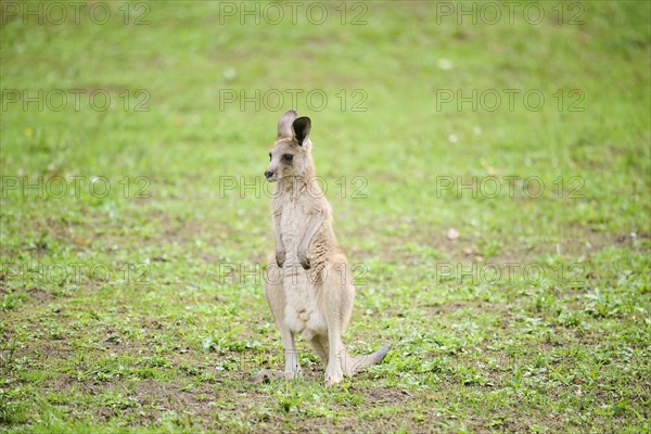 Western grey kangaroo (Macropus fuliginosus) youngtser sitting on a meadow, captive, Germany, Europe
