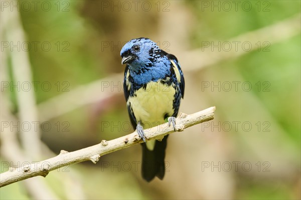 Opal-rumped tanager (Tangara velia) sitting on a branch, Bavaria, Germany, Europe