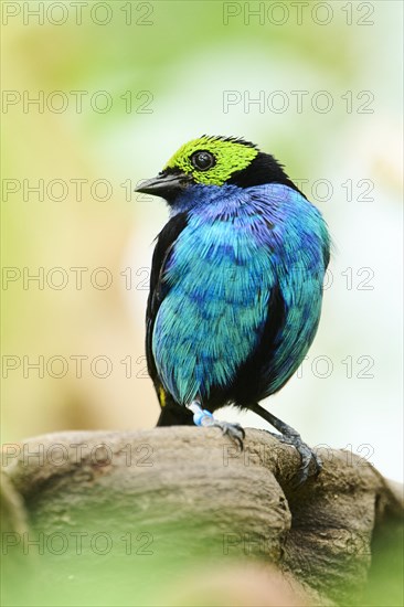 Paradise tanager (Tangara chilensis) sitting on a branch, Bavaria, Germany, Europe