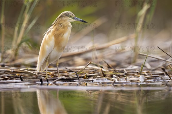 Squacco heron (Ardeola ralloides), at the edge of a reed bed, El Taray wetland, Castilla-La Mancha, Spain, Europe