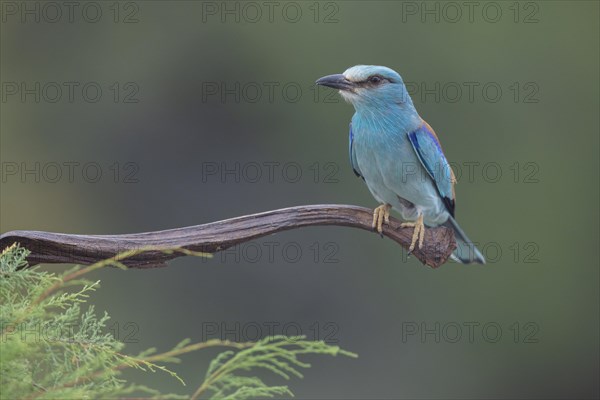 European Roller (Coracias garrulus), on branch, Castilla-La Mancha, Spain, Europe