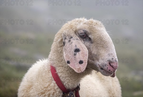 Mother animal, animal portrait, white domestic sheep on an alpine meadow, Berliner Hoehenweg, Zillertal Alps, Tyrol, Austria, Europe