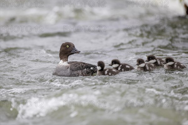 Barrow's goldeneye (Bucephala islandica), female with chicks, young birds, Laxa River, Lake Myvatn, Iceland, Europe