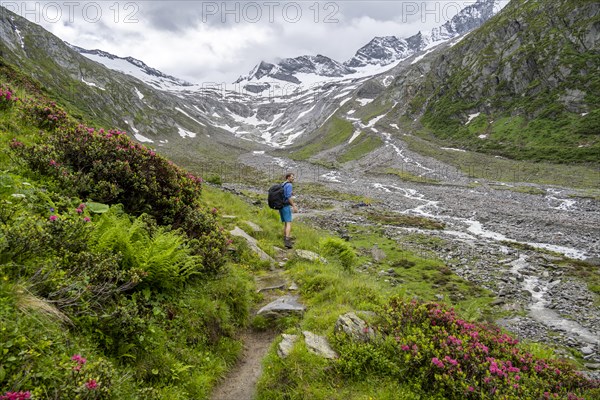 Mountaineers on a hiking trail between blooming alpine roses, view of the Schlegeisgrund valley, glaciated mountain peaks Hoher Weiszint and Dosso Largo with Schlegeiskees glacier, Berliner Hoehenweg, Zillertal, Tyrol, Austria, Europe