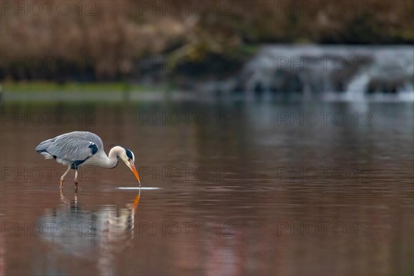 A grey heron fishing, Lake Kemnader, Ruhr area, North Rhine-Westphalia, Germany, Europe