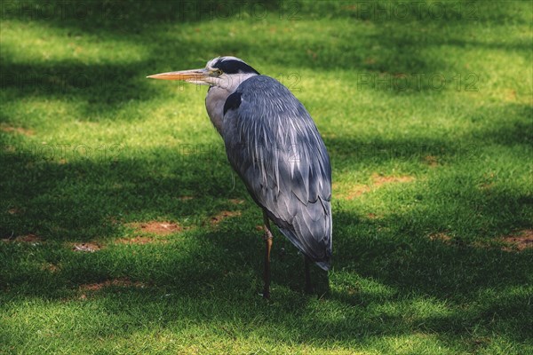 A grey heron stands still on a green meadow, Krefeld Zoo, Krefeld, North Rhine-Westphalia, Germany, Europe