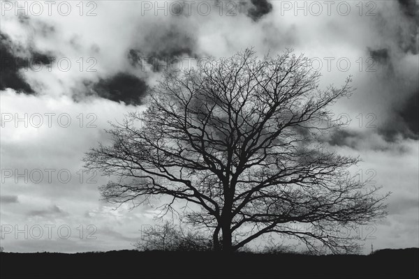 The silhouette of a treeless tree stands in high contrast against a dramatic cloudy sky, Hambach Forest, North Rhine-Westphalia, Germany, Europe