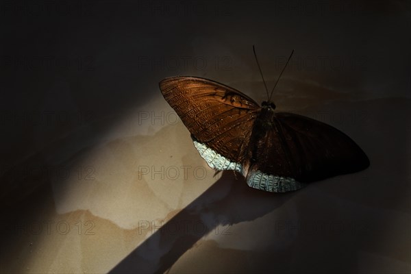 A brown butterfly perched delicately amidst shadows and light