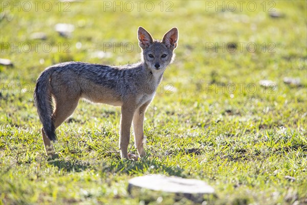 Black-backed jackal (Canis mesomeles) Masai Mara Kenya