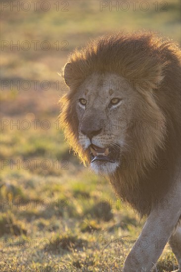 Lion (Panthera leo) Masai Mara Kenya