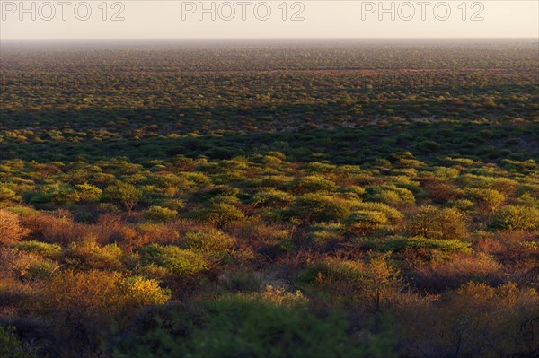 African country in the Waterberg area, nature, wide view, flora, country, landscape, evening sun, Otijiwarongo, Namibia, Africa
