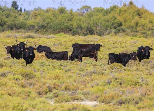 Camargue bulls, Gard, Provence, France, Europe