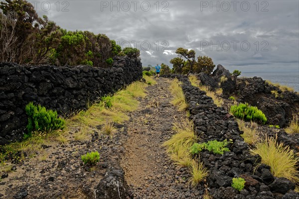 Trail through barren volcanic rock with scattered green plants under a cloudy sky, north coast, Santa Luzia, Pico, Azores, Portugal, Europe