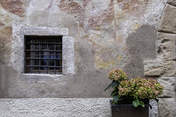 Small barred window, flower pot with hydrangea, Kaltern (Caldero) in South Tyrol