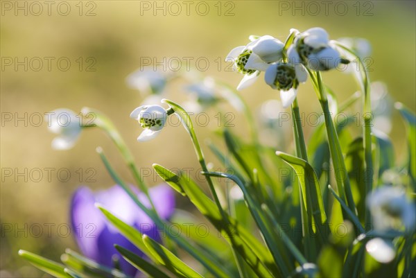 Double snowdrop 'Flore Pleno' (Galanthus nivalis) with lush green leaves against the light, sunny spring day, Lower Saxony, Germany, Europe