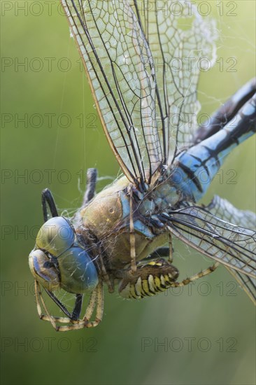 Wasp spider (Argiope bruennichi) with king dragonfly (Anax imperator), Emsland, Lower Saxony, Germany, Europe