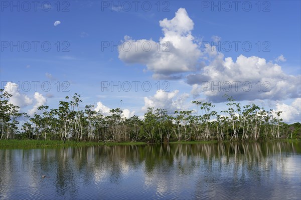 Flooded forest on the Abacaxis river, an Amazon tributary, Amazonas state, Brazil, South America