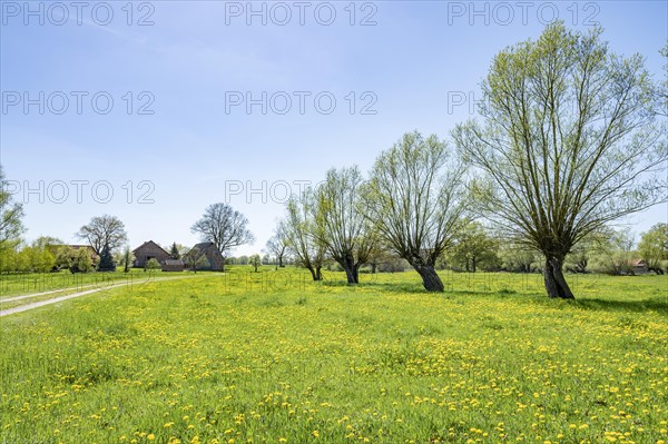 Cultural landscape, farm, meadow with flowering common dandelion (Taraxacum officinale), pollarded willows, Brandenburg, Germany, Europe