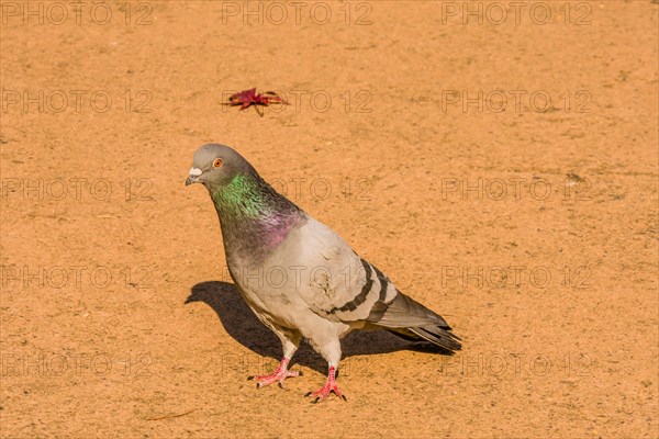 Single grey rock pigeon with rings of green and maroon on it neck standing on paved walkway on sunny morning