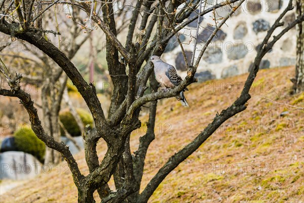 Pigeon sitting on a branch in a tree with a stone wall in the background