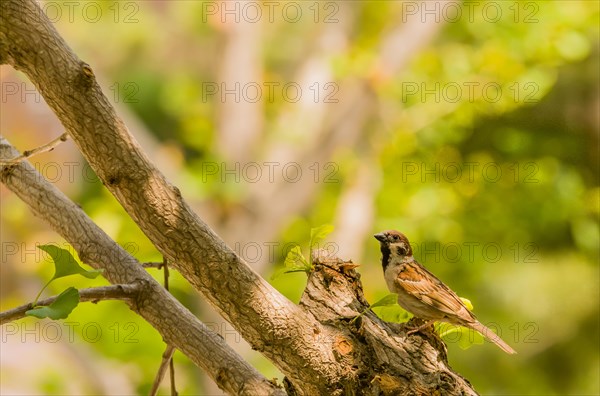 Beautiful Eurasian sparrow perched in tree with soft blurred background