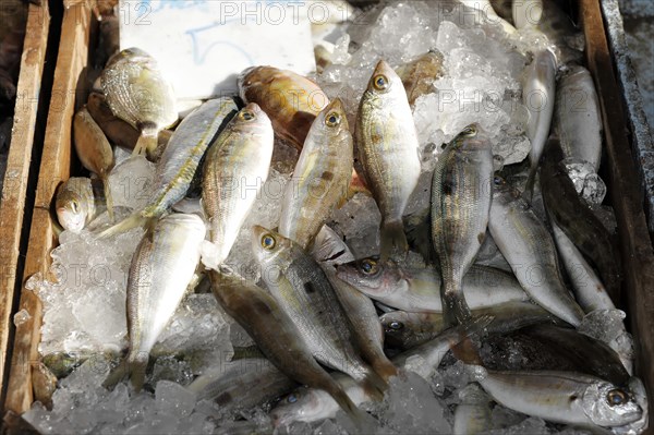 Fish, seafood at the Venetian harbour of Heraklion, island of Crete, Greece, Europe