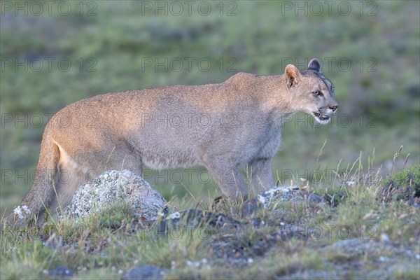 Cougar (Cougar concolor), silver lion, mountain lion, cougar, panther, small cat, Torres del Paine National Park, Patagonia, end of the world, Chile, South America