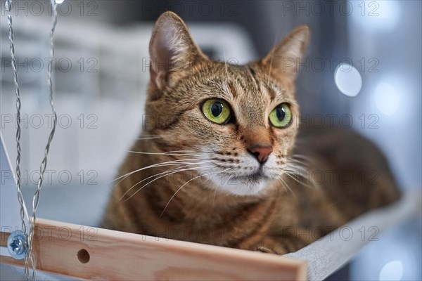 Image of a purebred Bengal cat lying on a hammock attached to a heater. Pet care concept. Mixed media