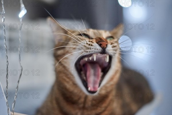 Image of a purebred Bengal cat lying on a hammock attached to a heater. Pet care concept. Mixed media