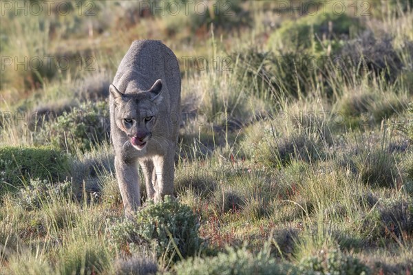 Cougar (Cougar concolor), silver lion, mountain lion, cougar, panther, small cat, Torres del Paine National Park, Patagonia, end of the world, Chile, South America