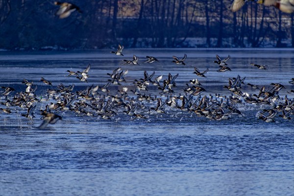 A flock of tufted duck (Aythya fuligula) and mallards (Anas platyrhynchos), take-off from the water, flight, winter, Wismar, Mecklenburg-Western Pomerania, Germany, Europe