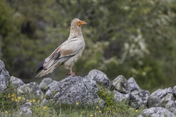 Egyptian vulture (Neophron percnopterus), on stone, Castile-Leon province, Picos de Europa, Spain, Europe