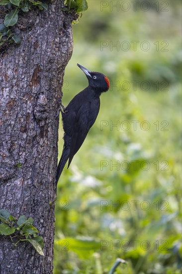 Black woodpecker (Dryocopus martius), female, upright on a tree, Castile-Leon province, Spain, Europe