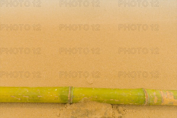 Solitary bamboo pole laying on windswept beach with streaks of sand being blown across the ground