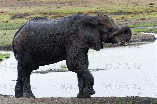 African elephant (Loxodonta africana), mammal, wild, free-living, wilderness, safari, ivory, Chobe National Park, Botswana, Africa