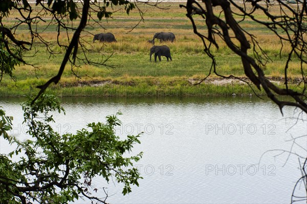 Elephant herd (Loxodonta africana), group, family, animal herd, animal family, hiking, hike, water, climate change, river, riverside safari in Chobe National Park, Botswana, Africa