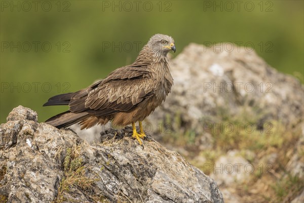 Black Kite (Milvus migrans), on rock, Castile-Leon province, Spain, Europe