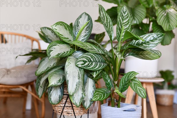 Potted tropical 'Aglaonema Silver Bay' houseplant with silver pattern in basket with other houseplants in blurry background