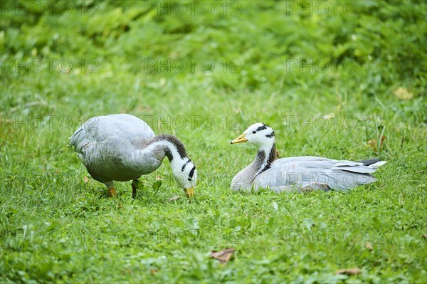 Bar-headed goose (Anser indicus) lying on a meadow, Bavaria, Germany, Europe