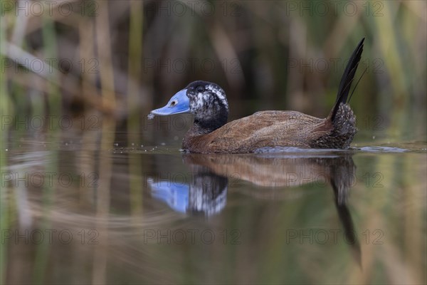 White-headed Duck (Oxyura leucocephala), El Taray wetland, Castilla-La Mancha, Spain, Europe