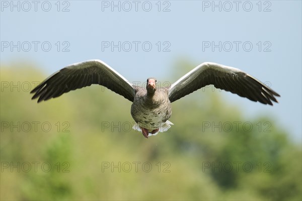 Greylag goose (Anser anser), flying, Bavaria, Germany, Europe