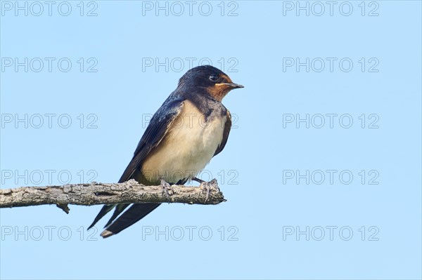 Barn swallow (Hirundo rustica) youngster sitting on a branch, Camargue, France, Europe