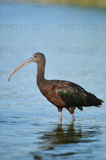 Glossy ibis (Plegadis falcinellus) walking in the water, hunting, Parc Naturel Regional de Camargue, France, Europe