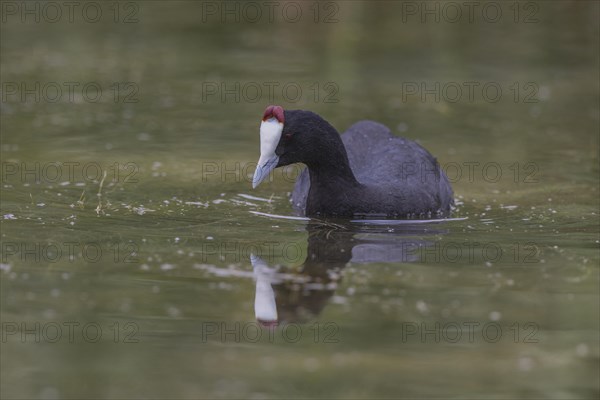 Red-knobbed coot (Fulica cristata), wetland near Alicante, Andalusia, Spain, Europe