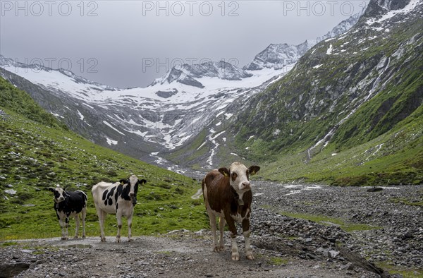 Cows on the alpine meadow, Schlegeisgrund valley, glaciated mountain peaks Hoher Weiszint and Schlegeiskees glacier, Berliner Hoehenweg, Zillertal, Tyrol, Austria, Europe