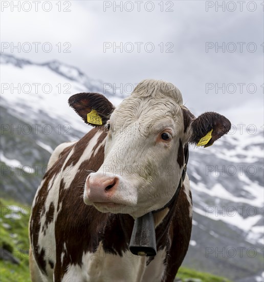 Brewing white spotted cow on alpine meadow, animal portrait, valley of Schlegeisgrund, glaciated mountain peaks, Berliner Hoehenweg, Zillertal, Tyrol, Austria, Europe
