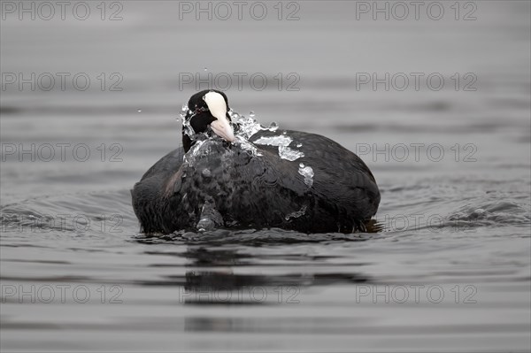 A coot grooming its feathers, Lake Kemnader, Ruhr area, North Rhine-Westphalia, Germany, Europe