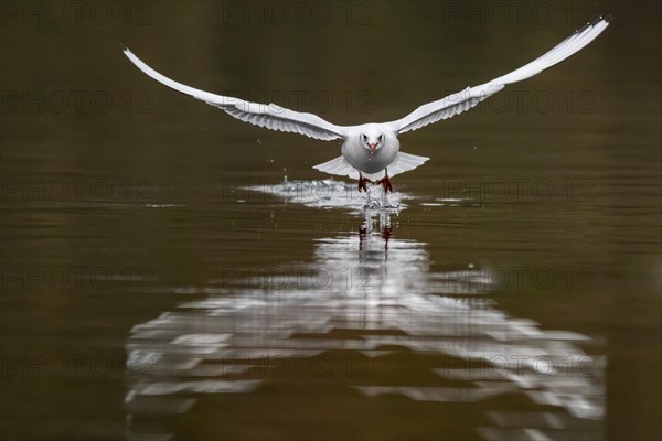 A Black-headed Black-headed Gull at take-off, Lake Kemnader, Ruhr area, North Rhine-Westphalia, Germany, Europe